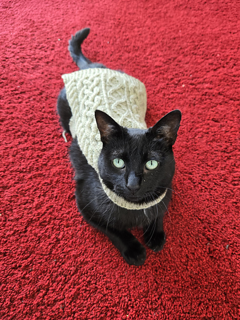 my cat in a sweater 1