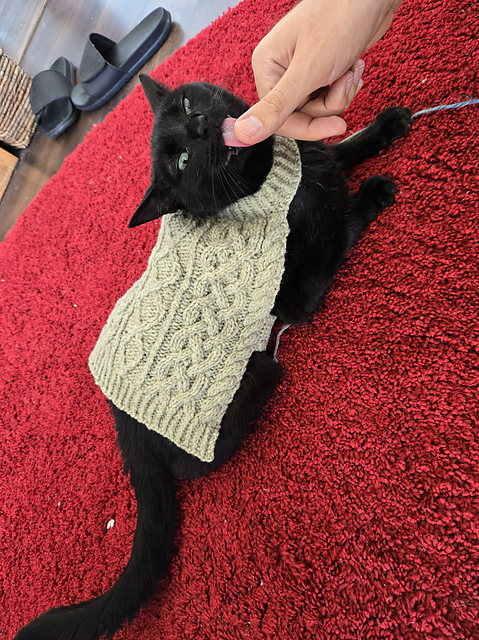 my cat in a sweater 2