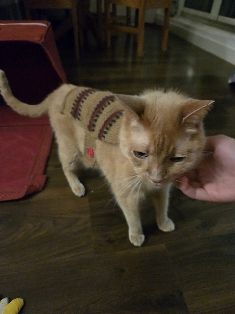 zlatko wearing his norma sweater