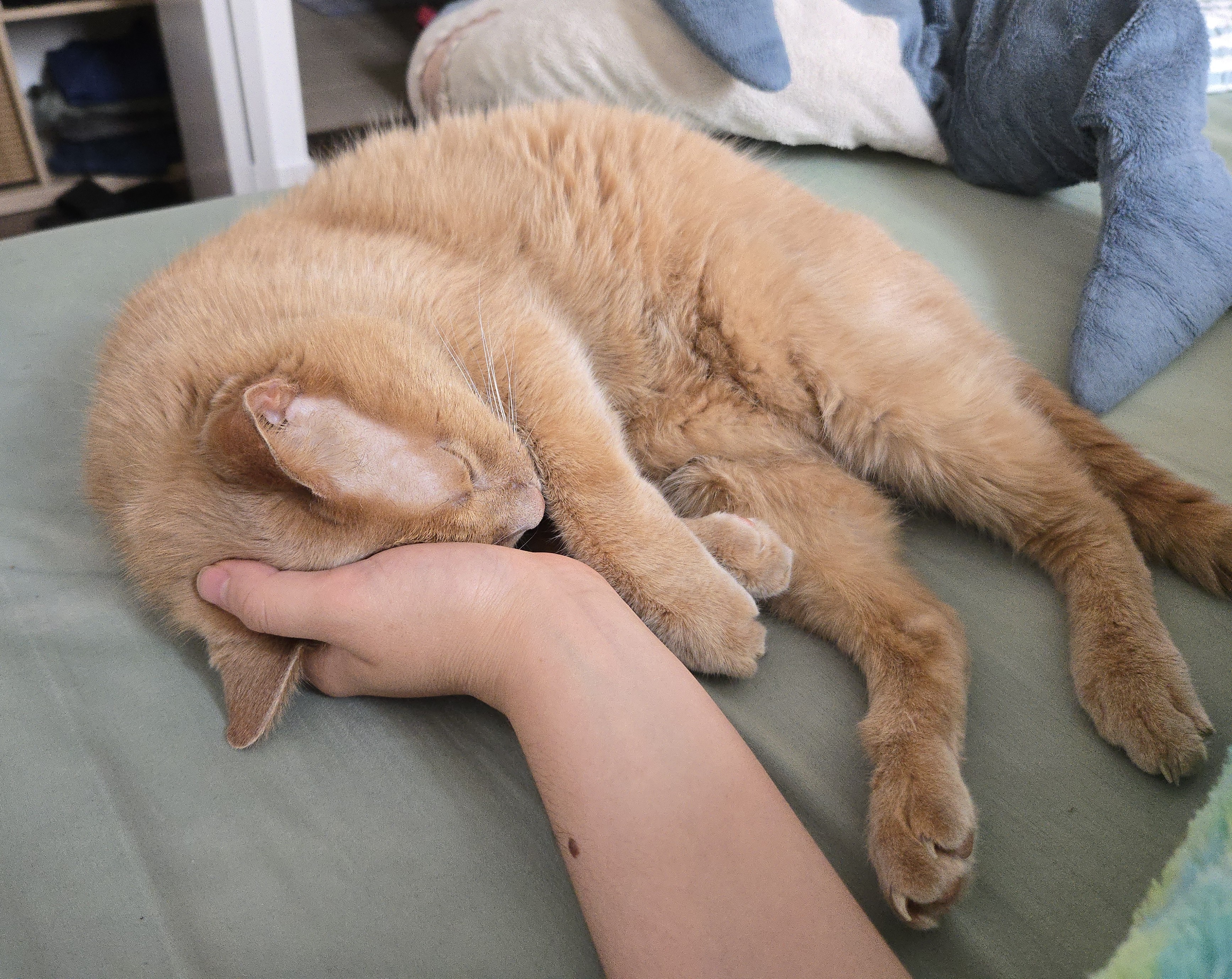 zlatko snuggling up into my hand
