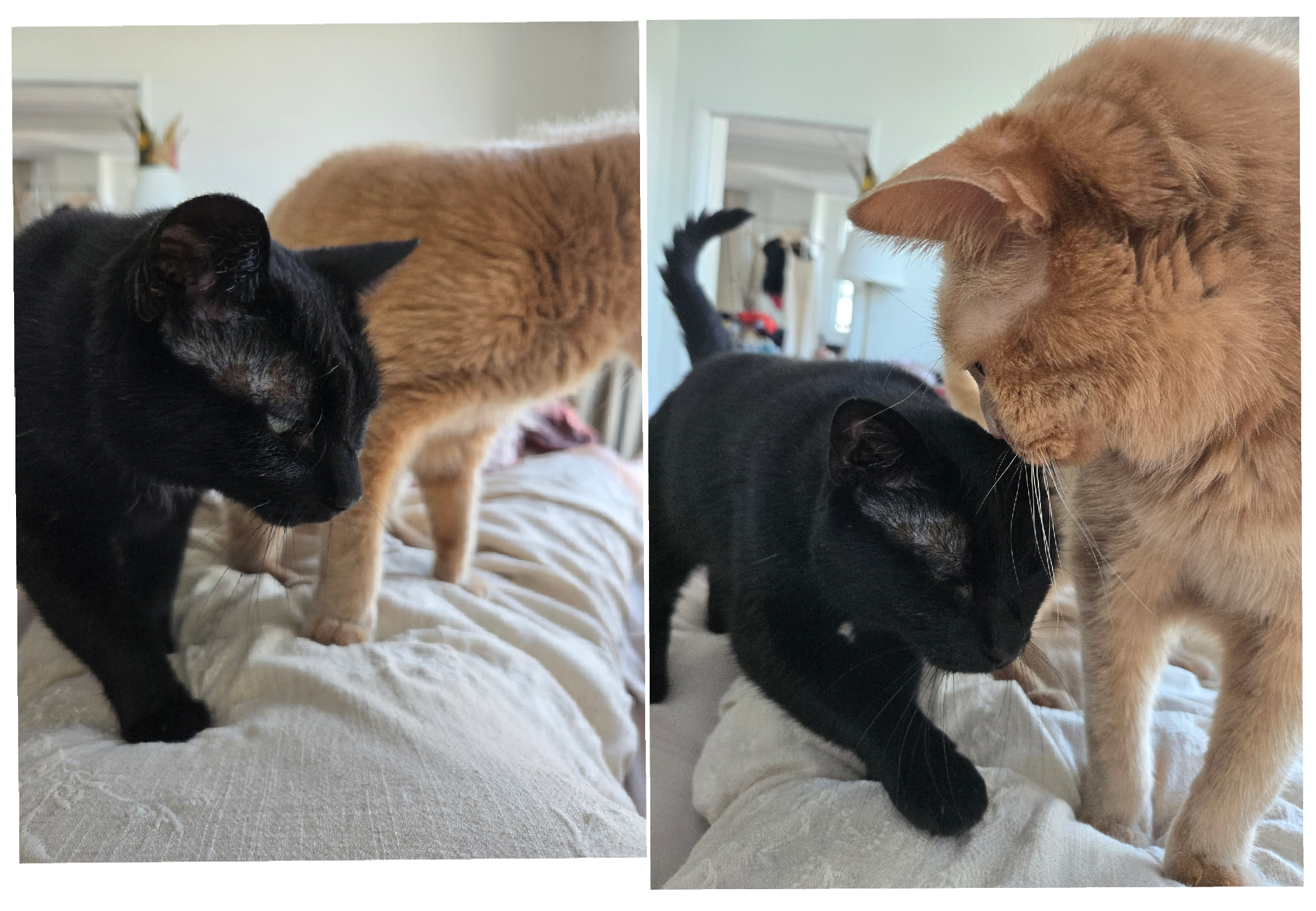 both cats on top of me, zlatko not looking super happy
