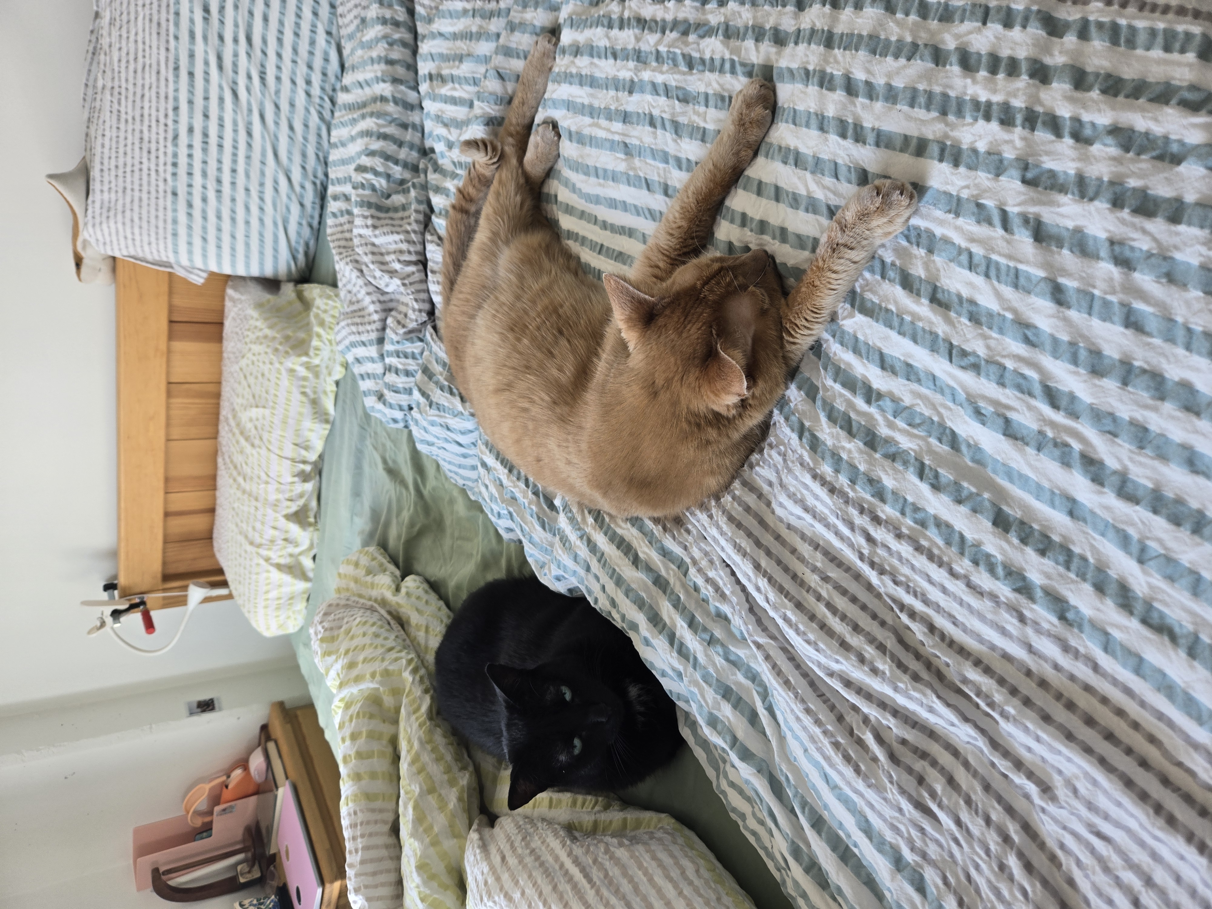 the cats lounging happily on the new bedsheets