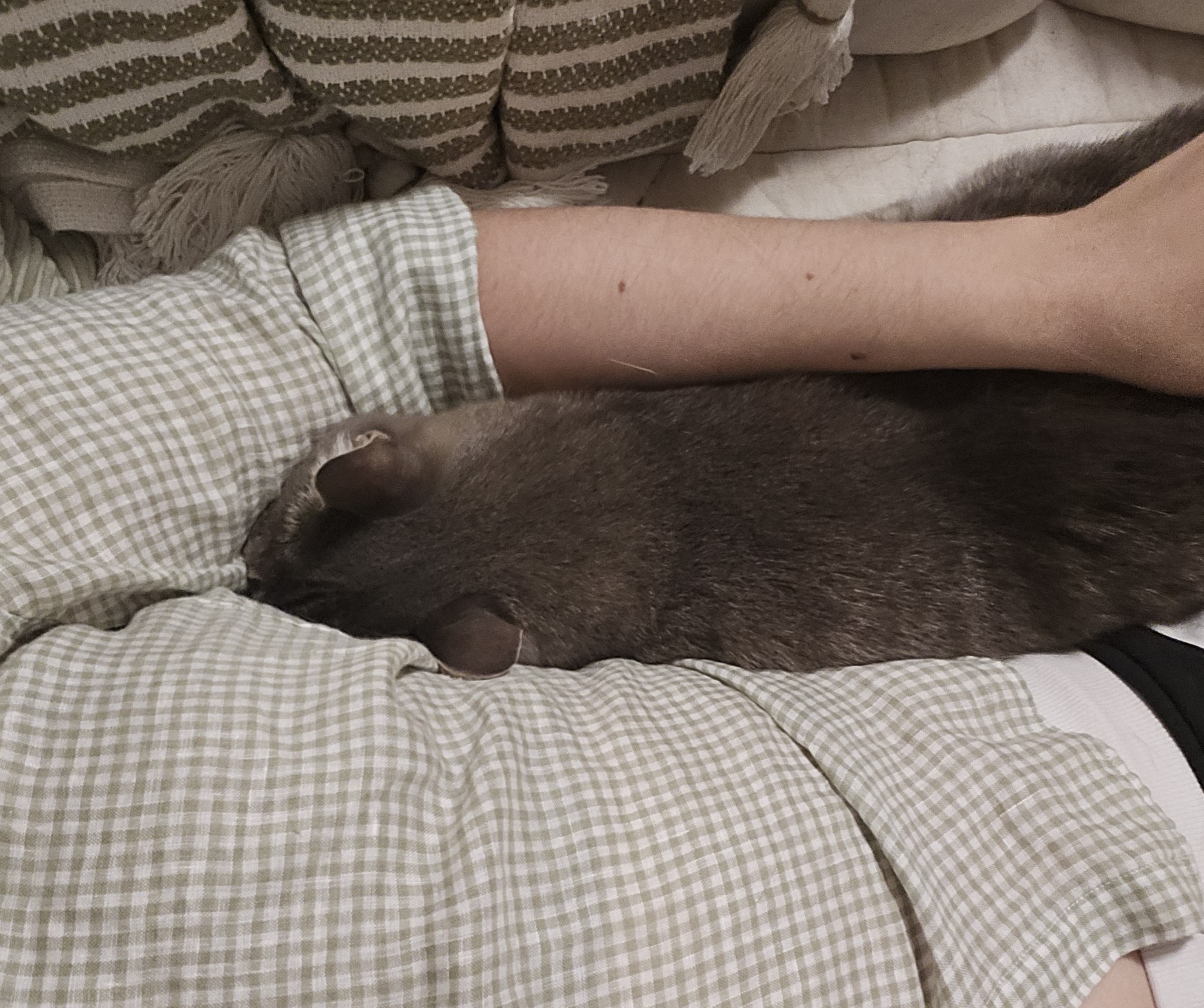 My friend's cat cuddling up in my armpit