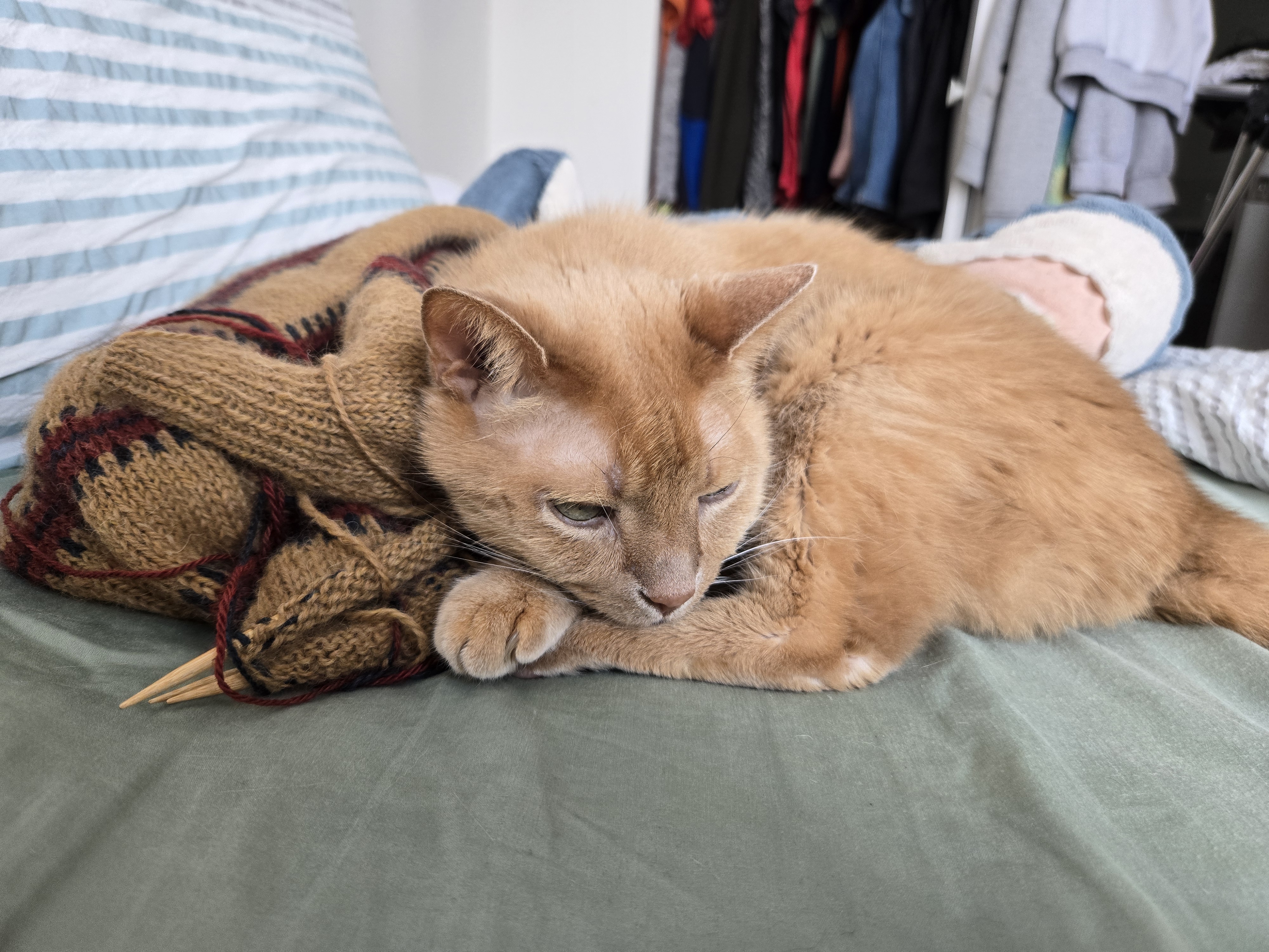 zlatko sleeping on my sweater I've been working on