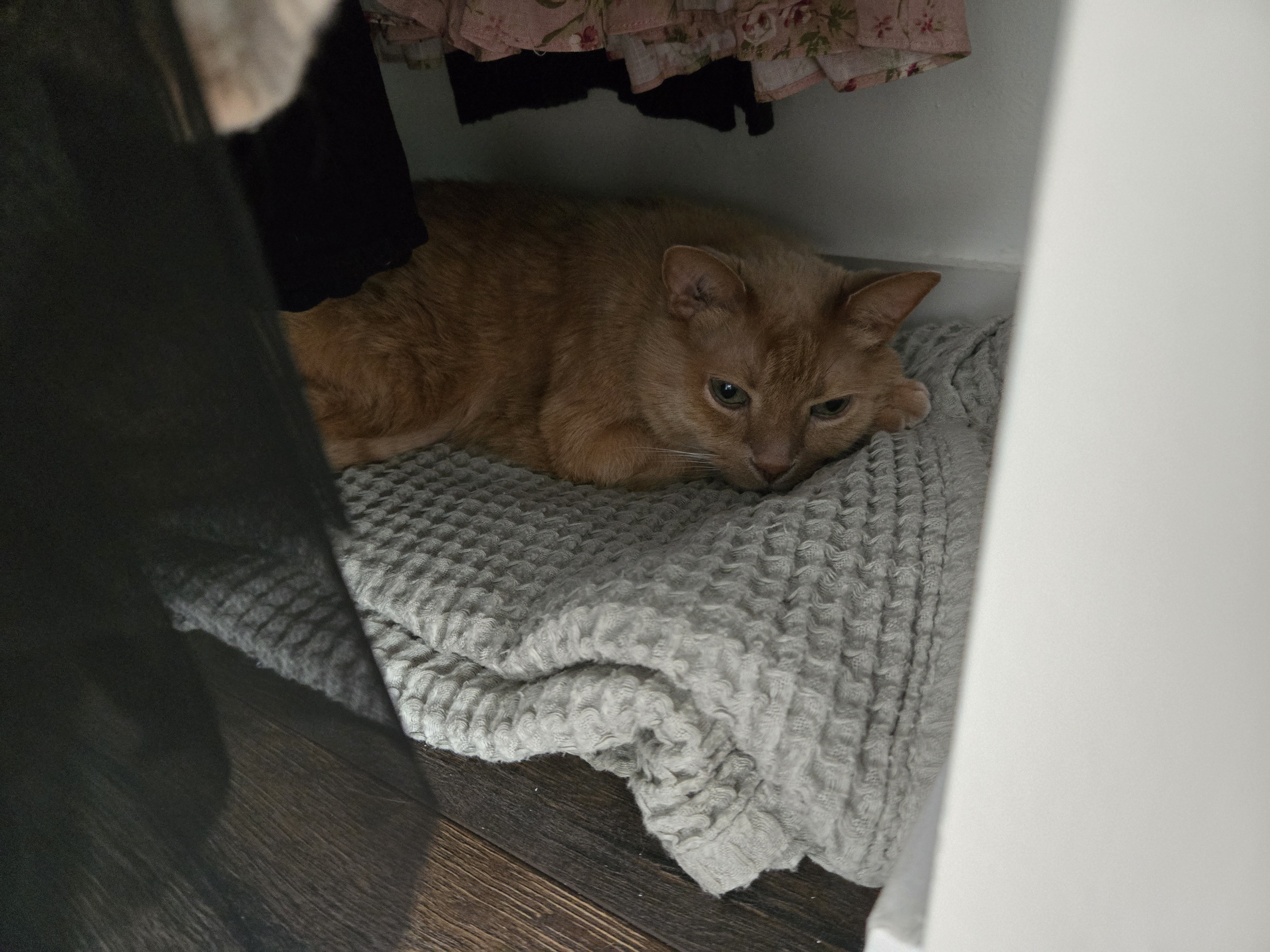 zlatko sleeping on a blanket in the back of my closet