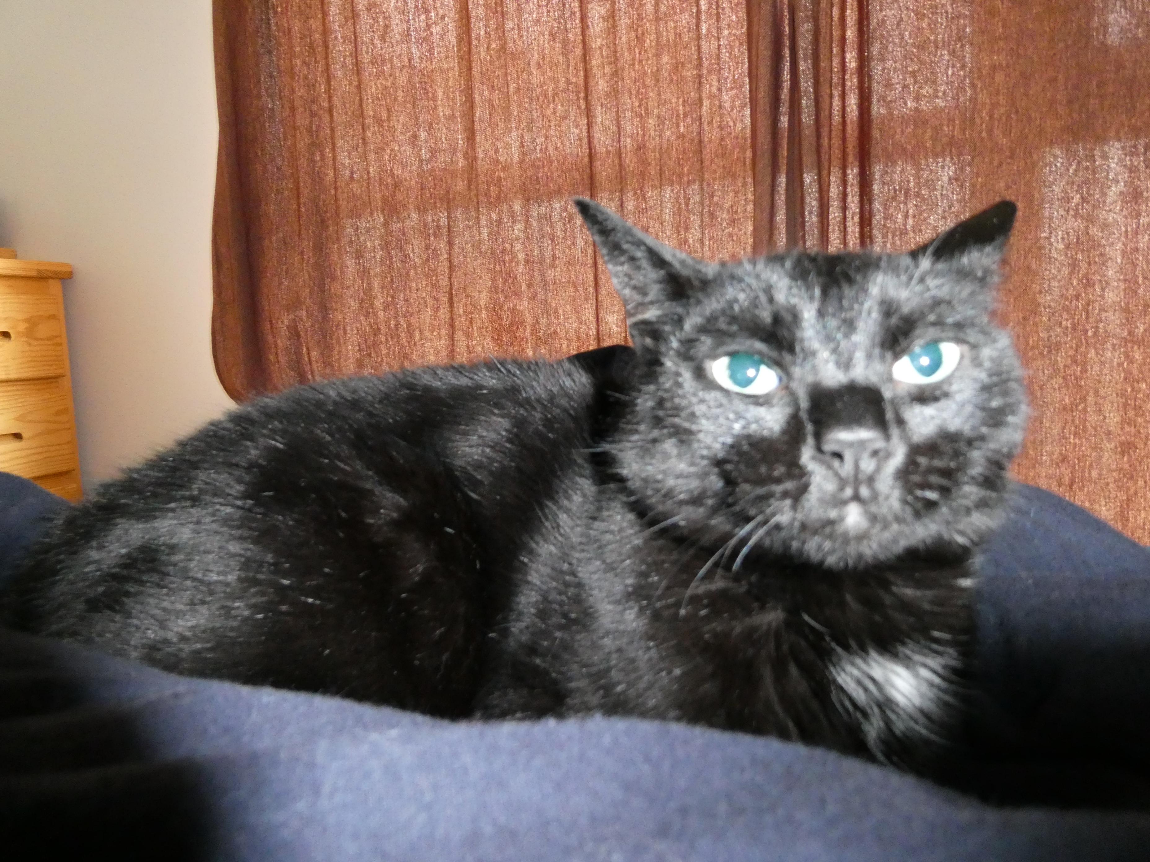 a black cat spooked by flash