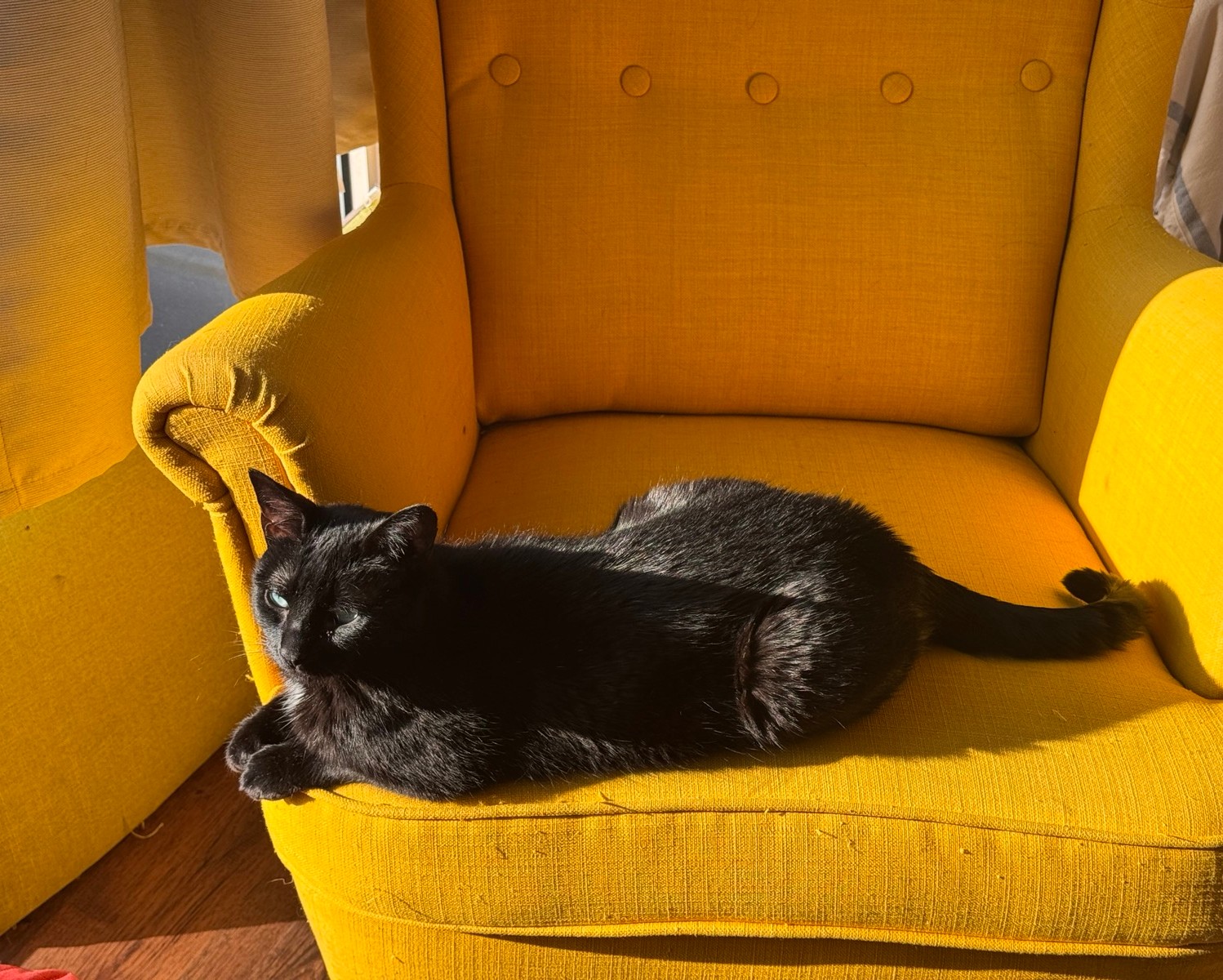 a black cat sitting on a bright yellow chair in the sun