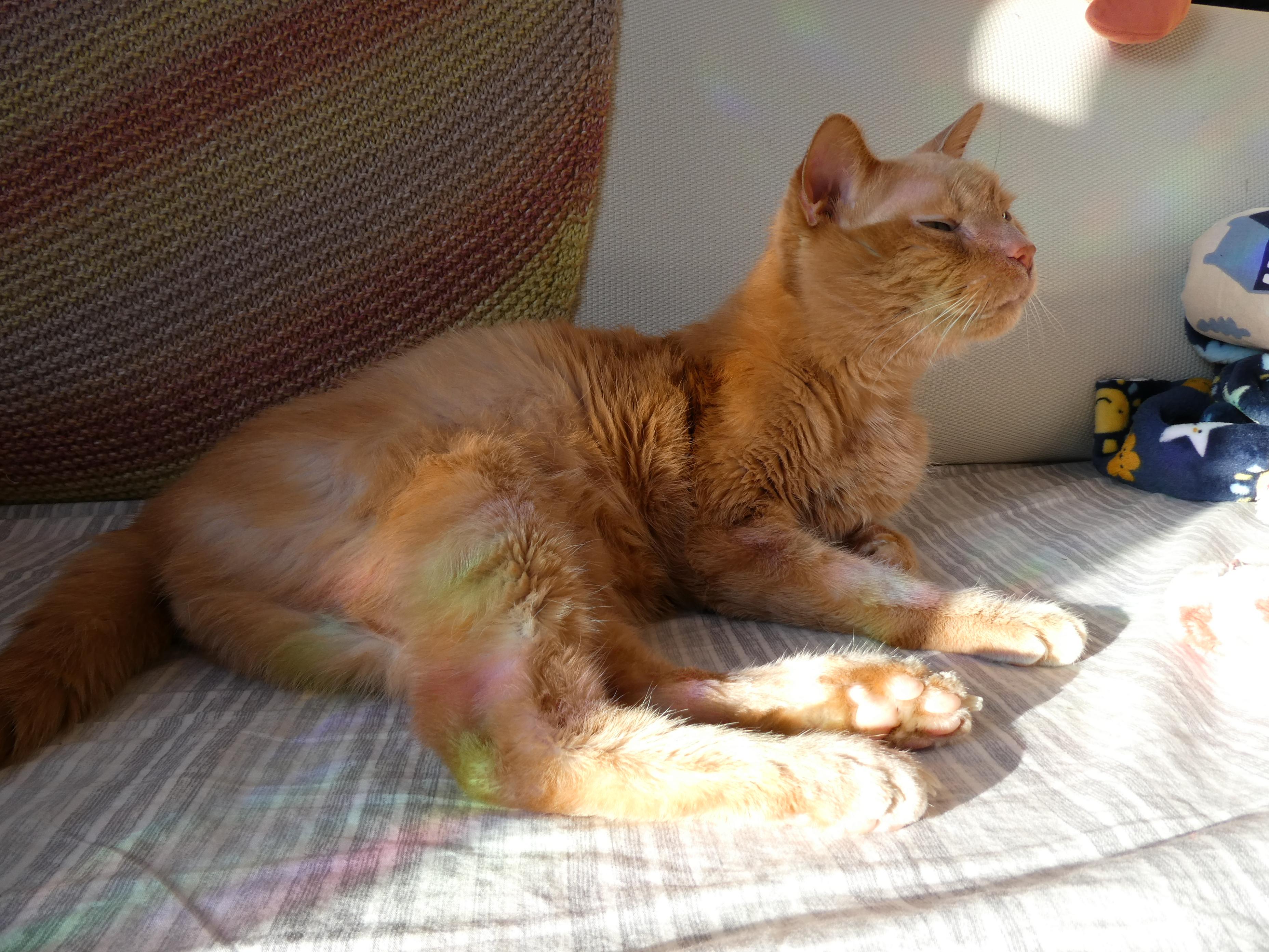 an orange cat sniffing
