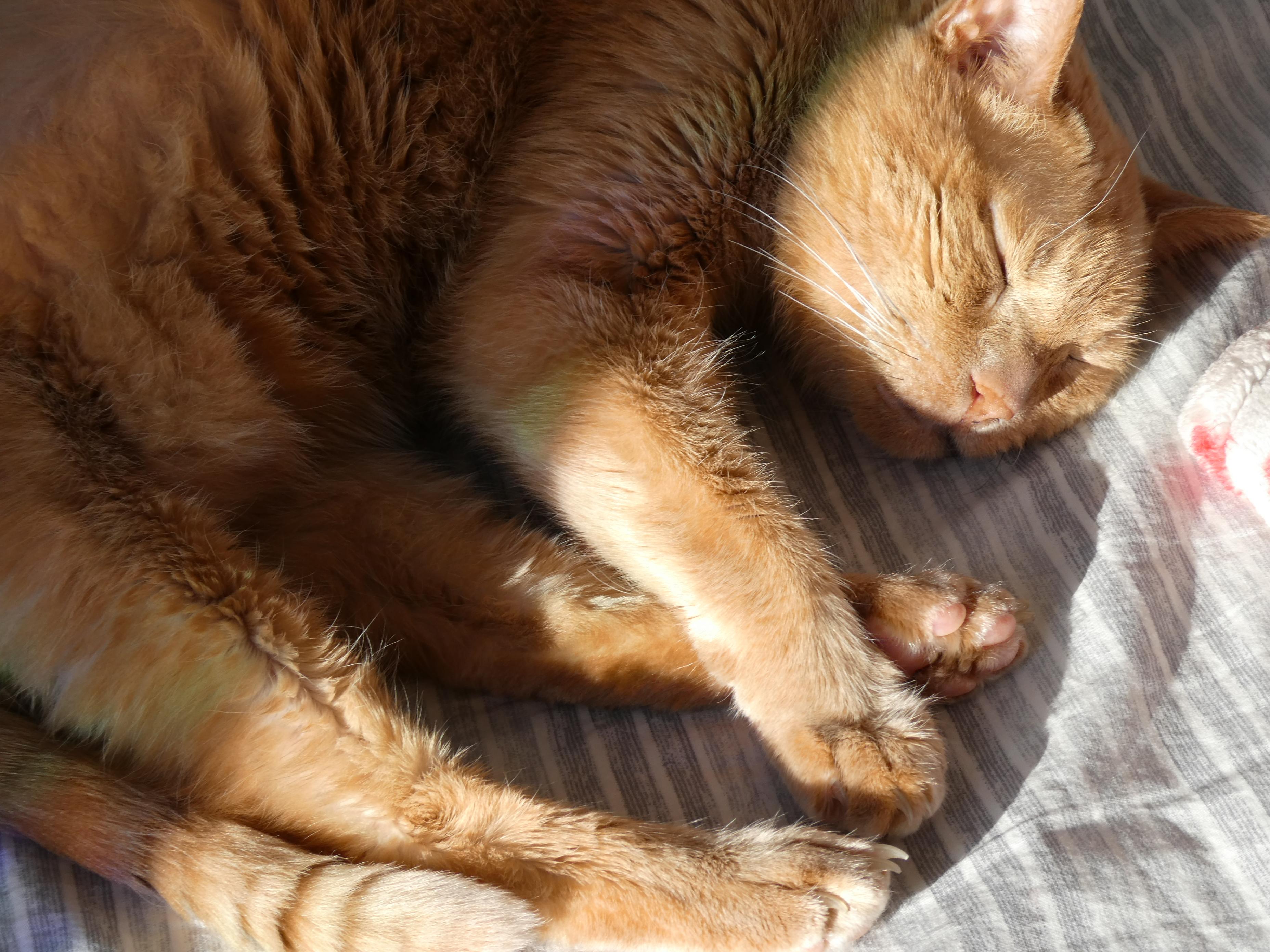 an orange cat sleeping in the sun