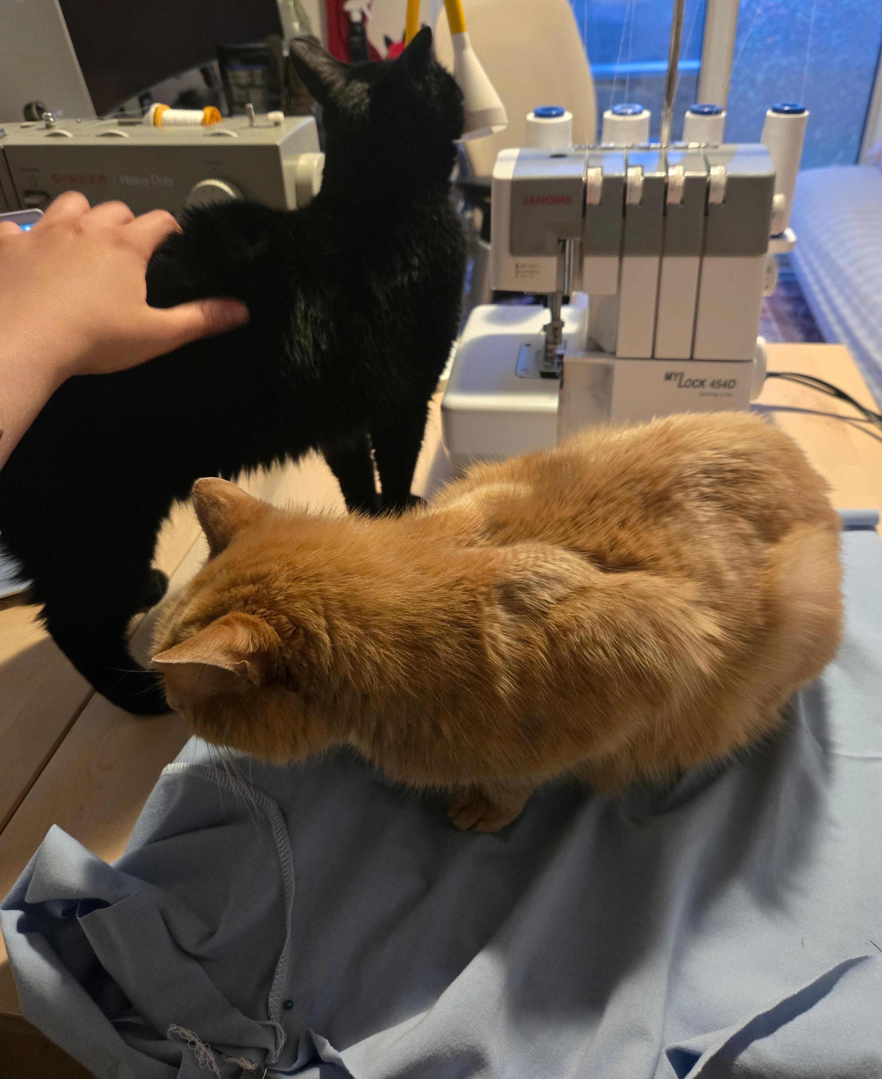 an orange and black cat getting in my way while sewing