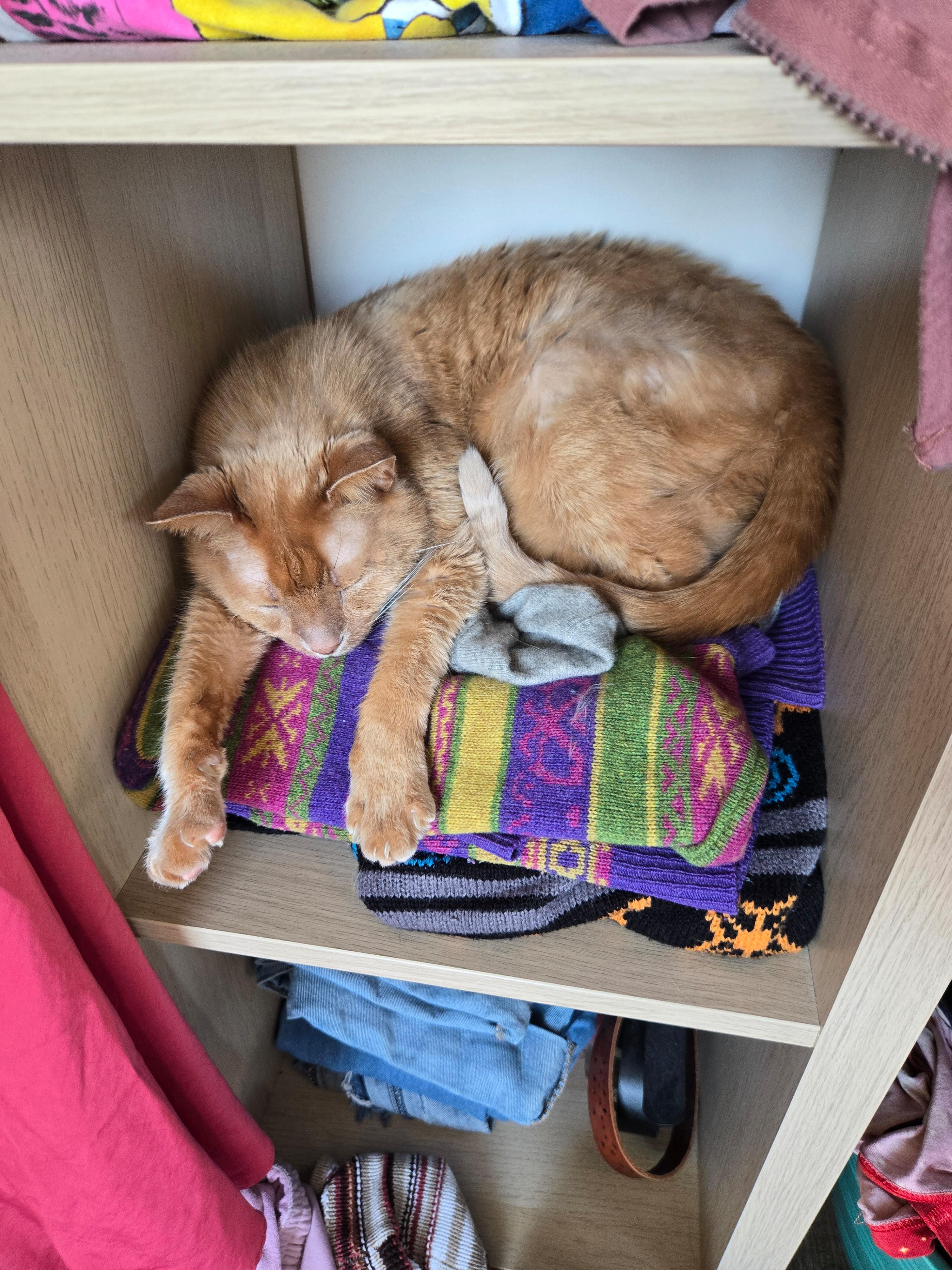an orange cat sitting on a stack of sweaters