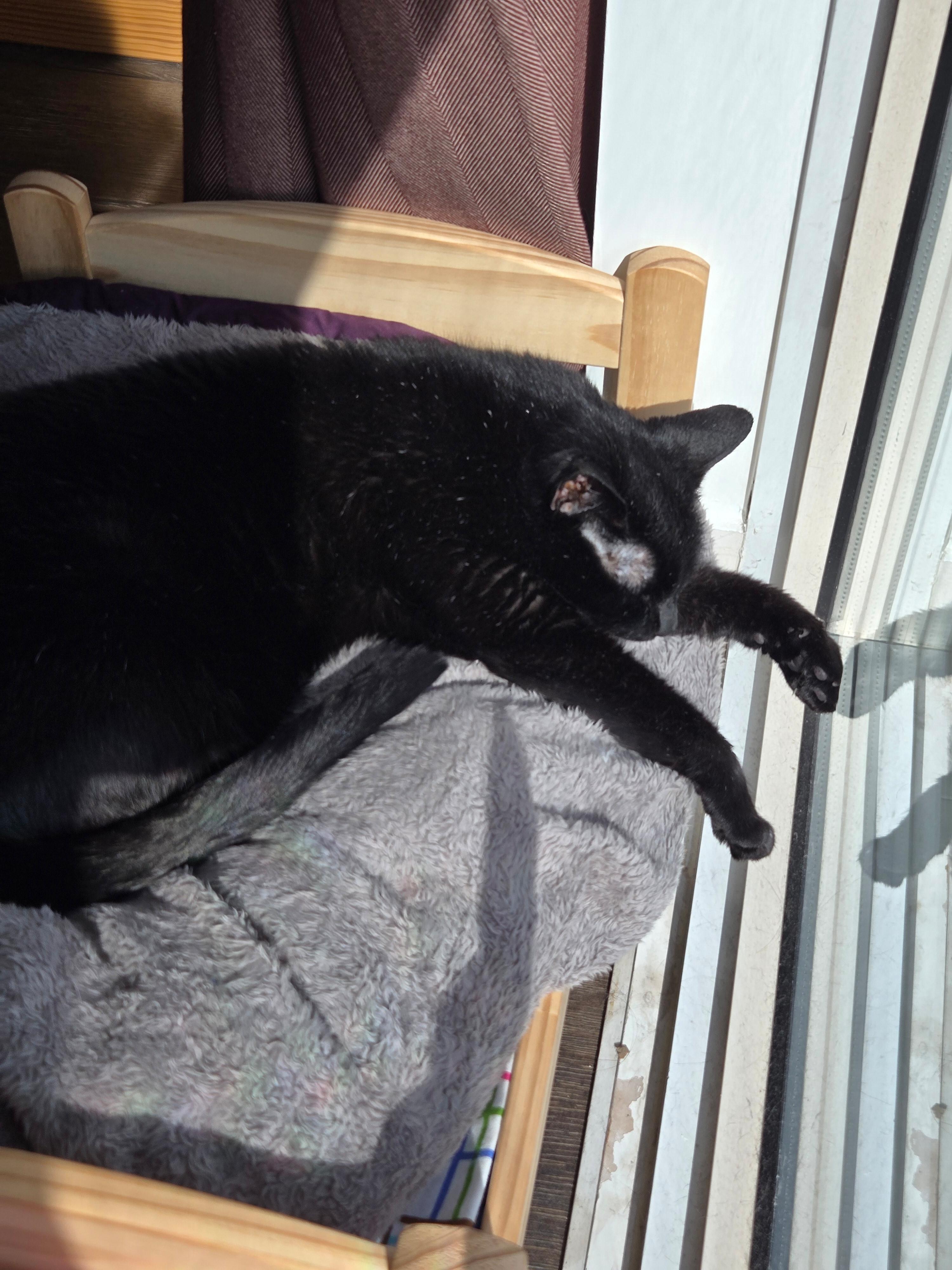 a black cat sleeping on a cat bed in the sun