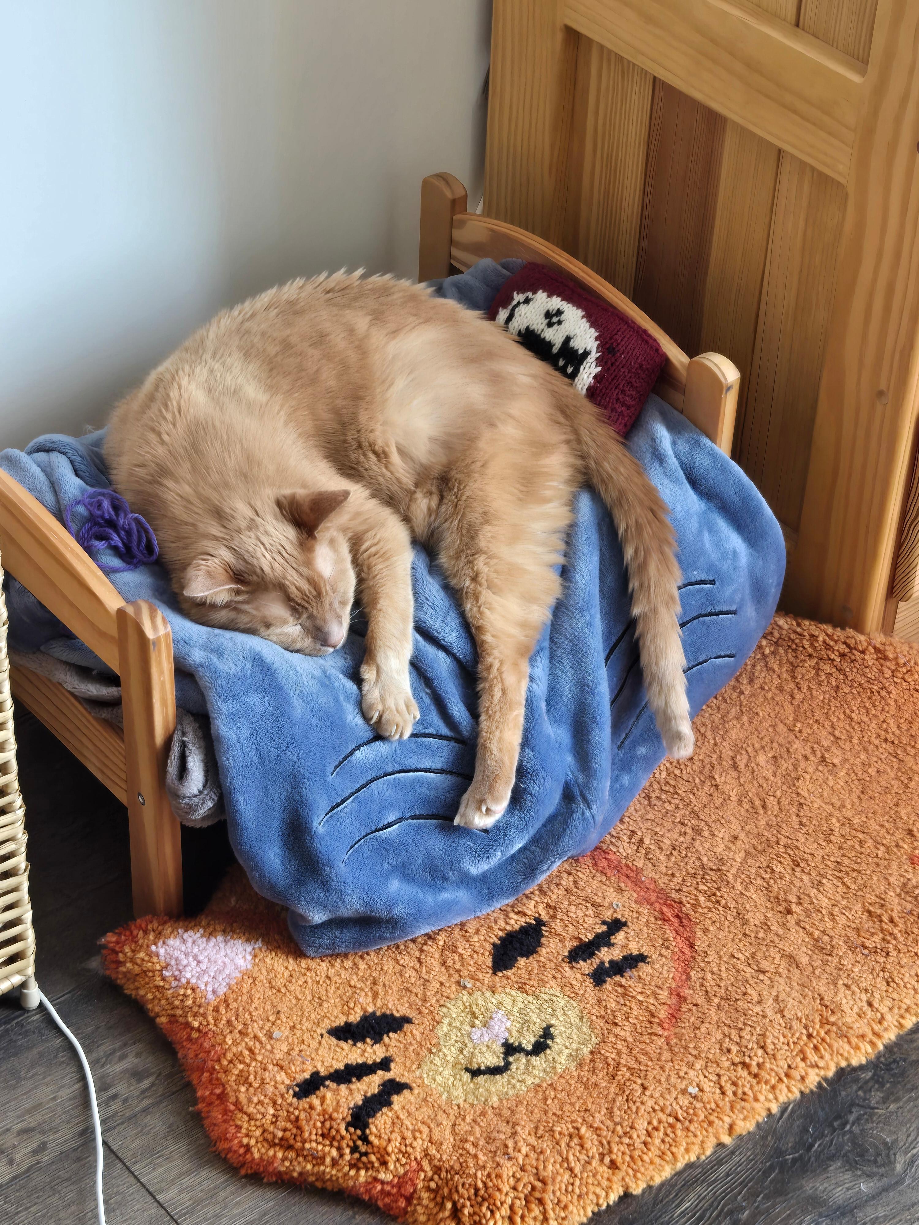 an orange cat sleeping on a cat bed