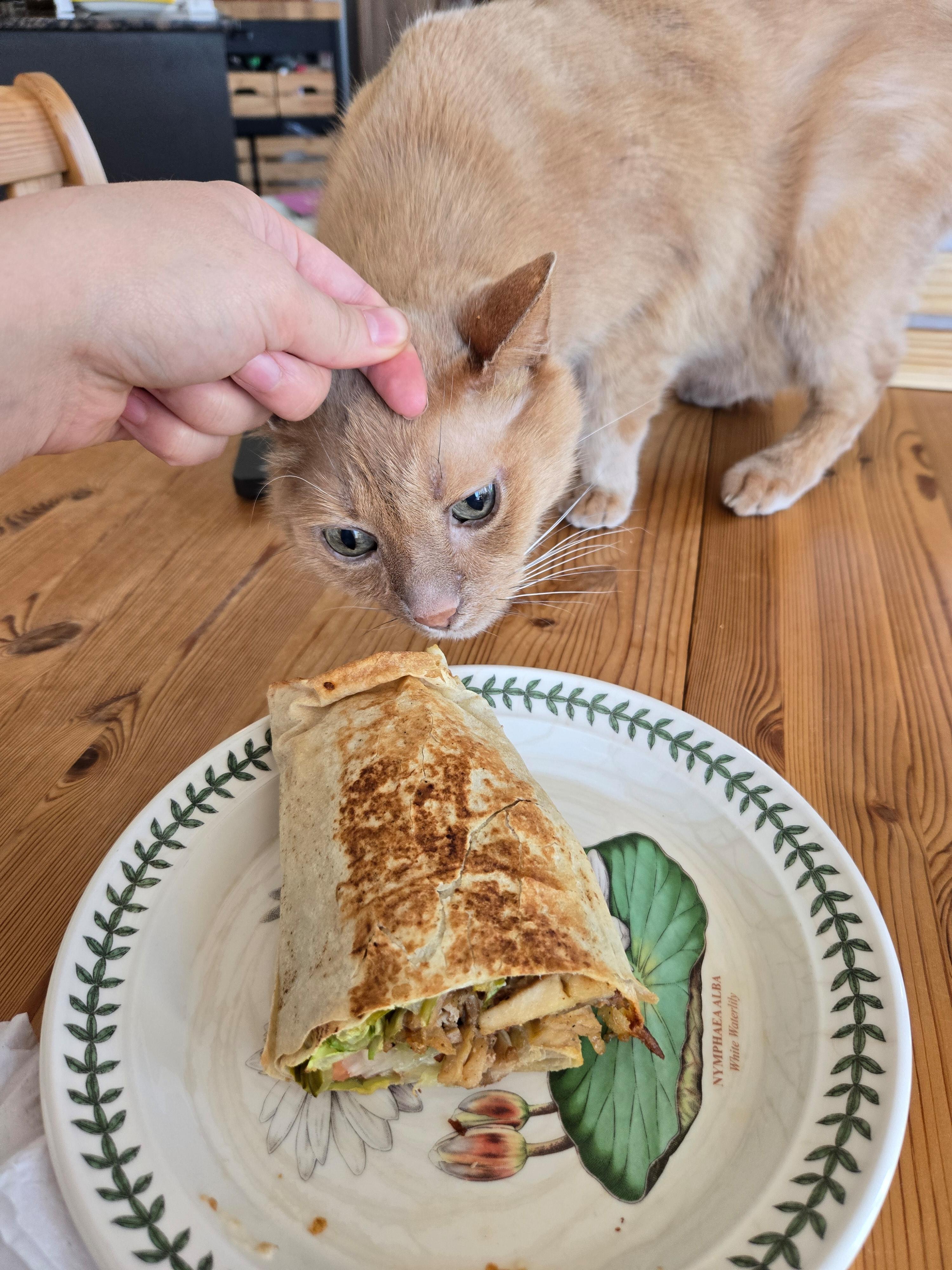an orange cat trying to steal my burrito