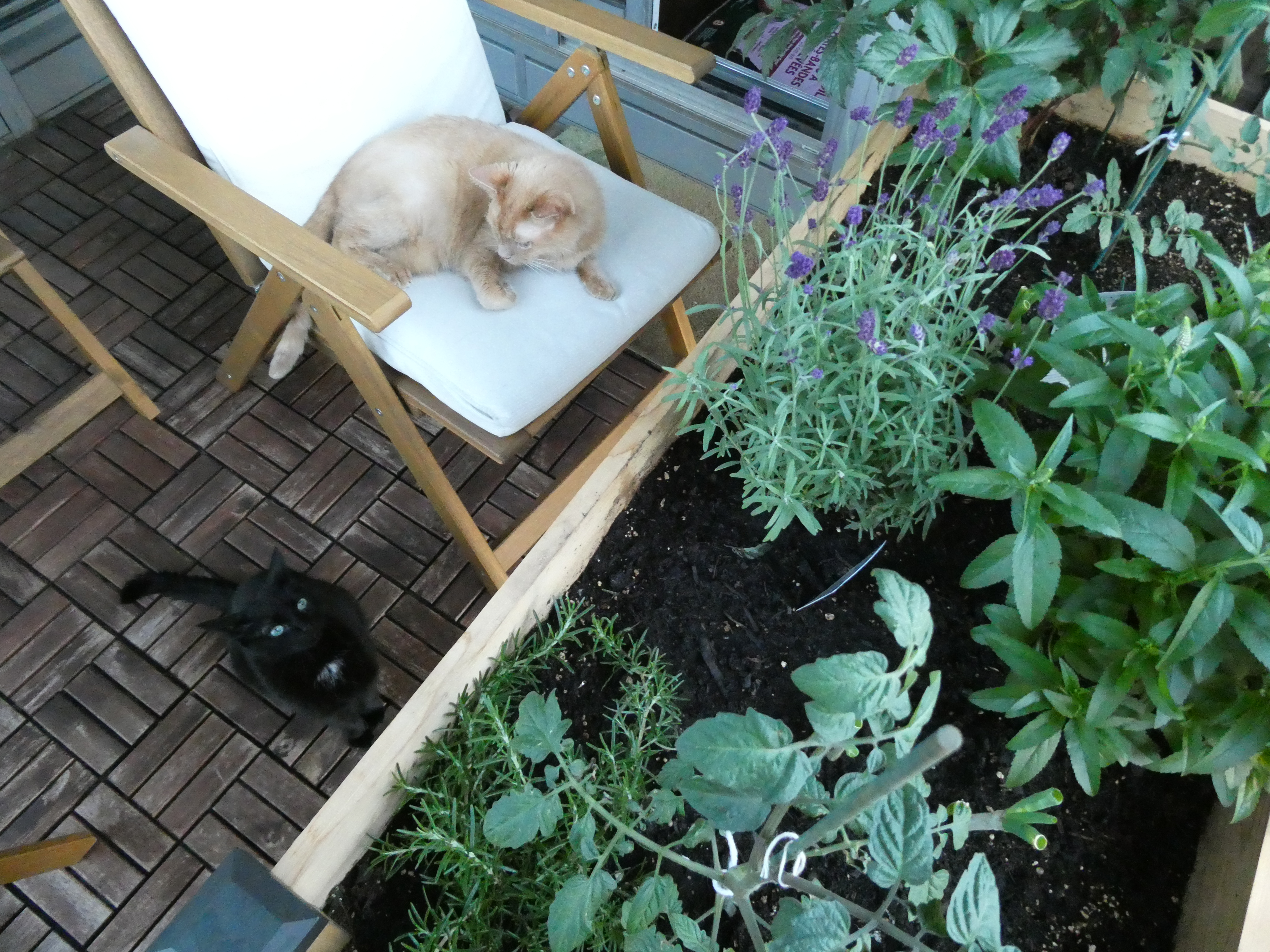 my new planters with my cat enjoying them
