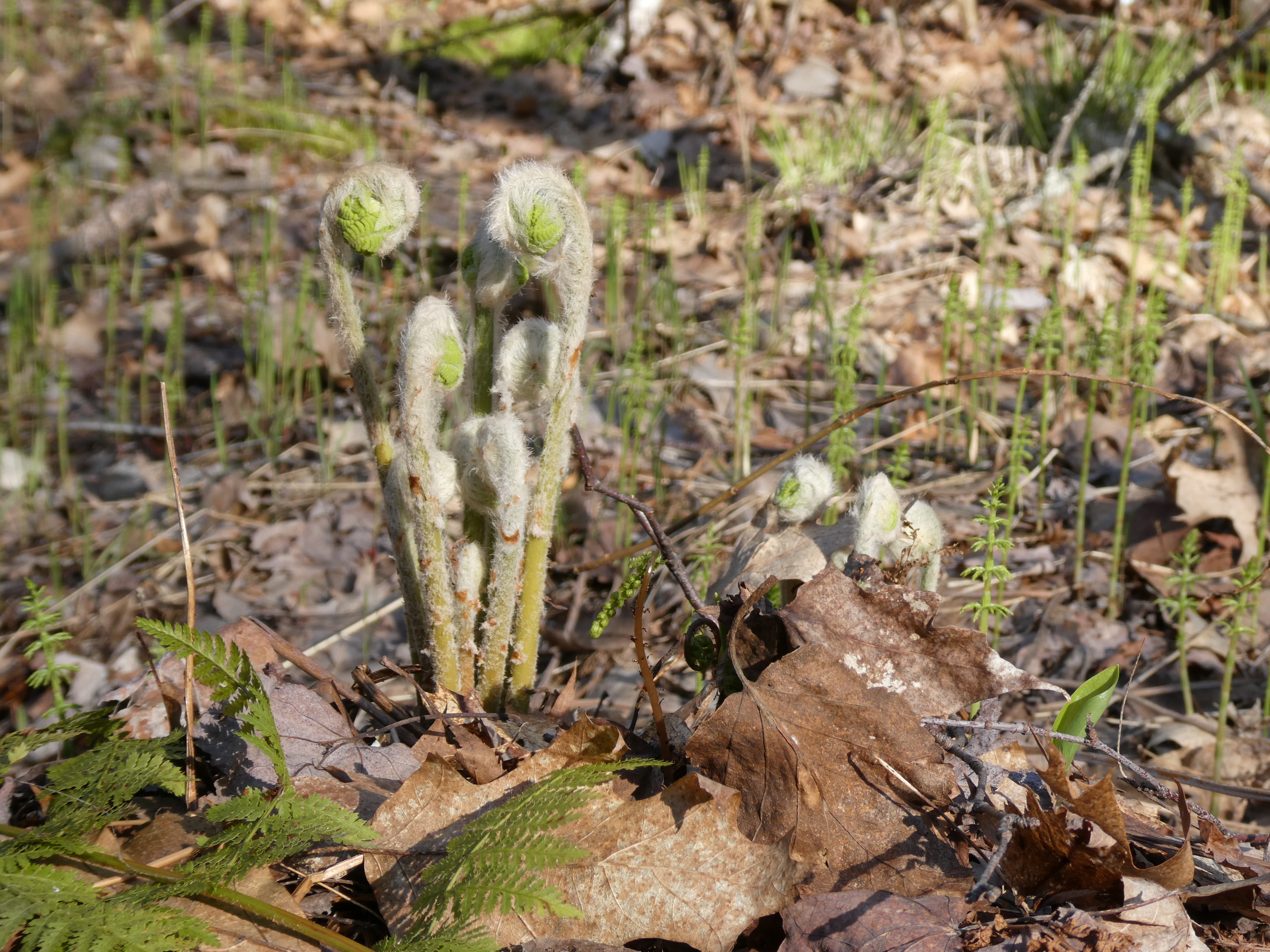 one bunch of furled fiddleheads coming out of the decaying leaves
