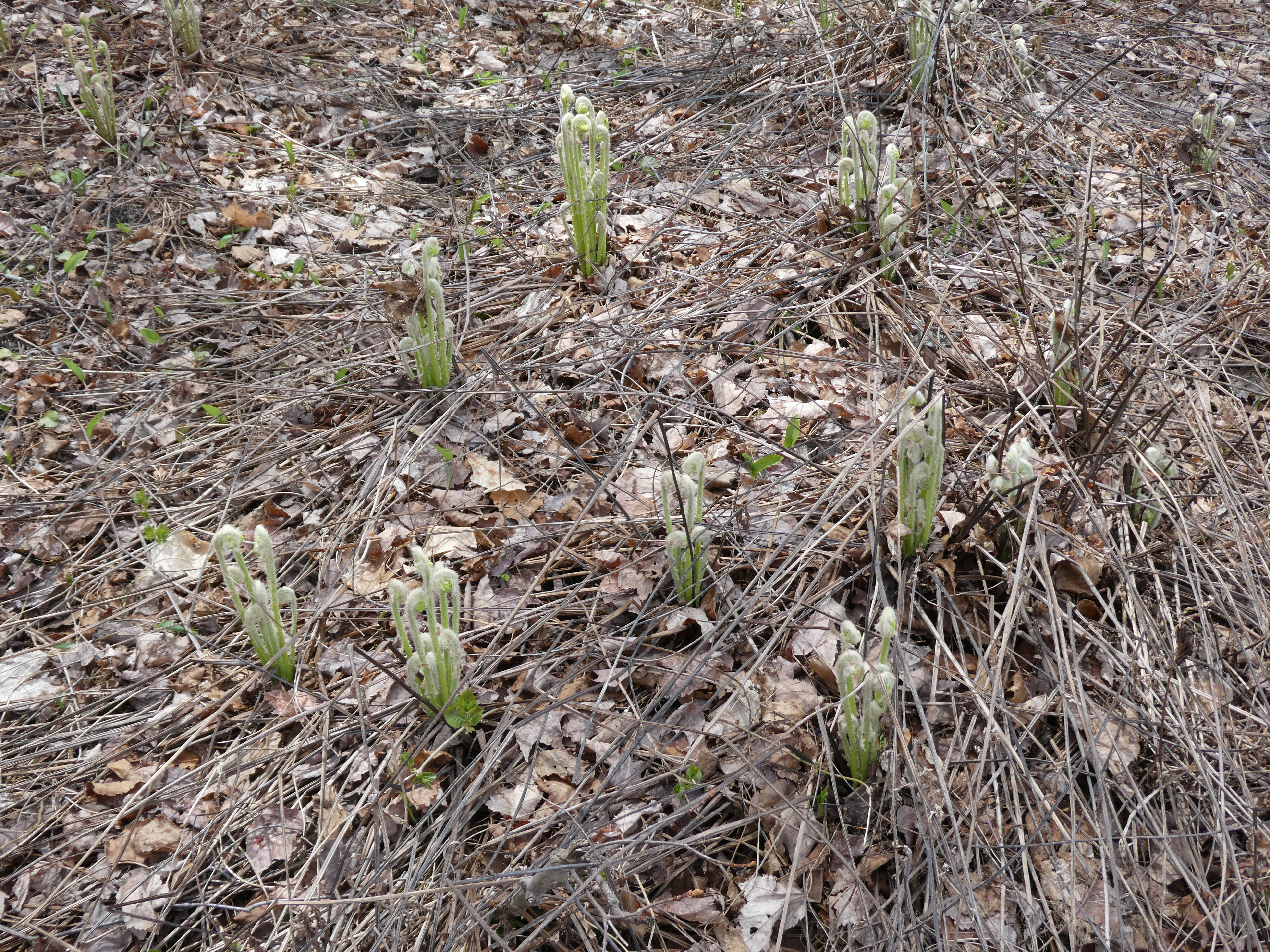 a field of fiddleheads sprouting in otherwise dead plants/leaves