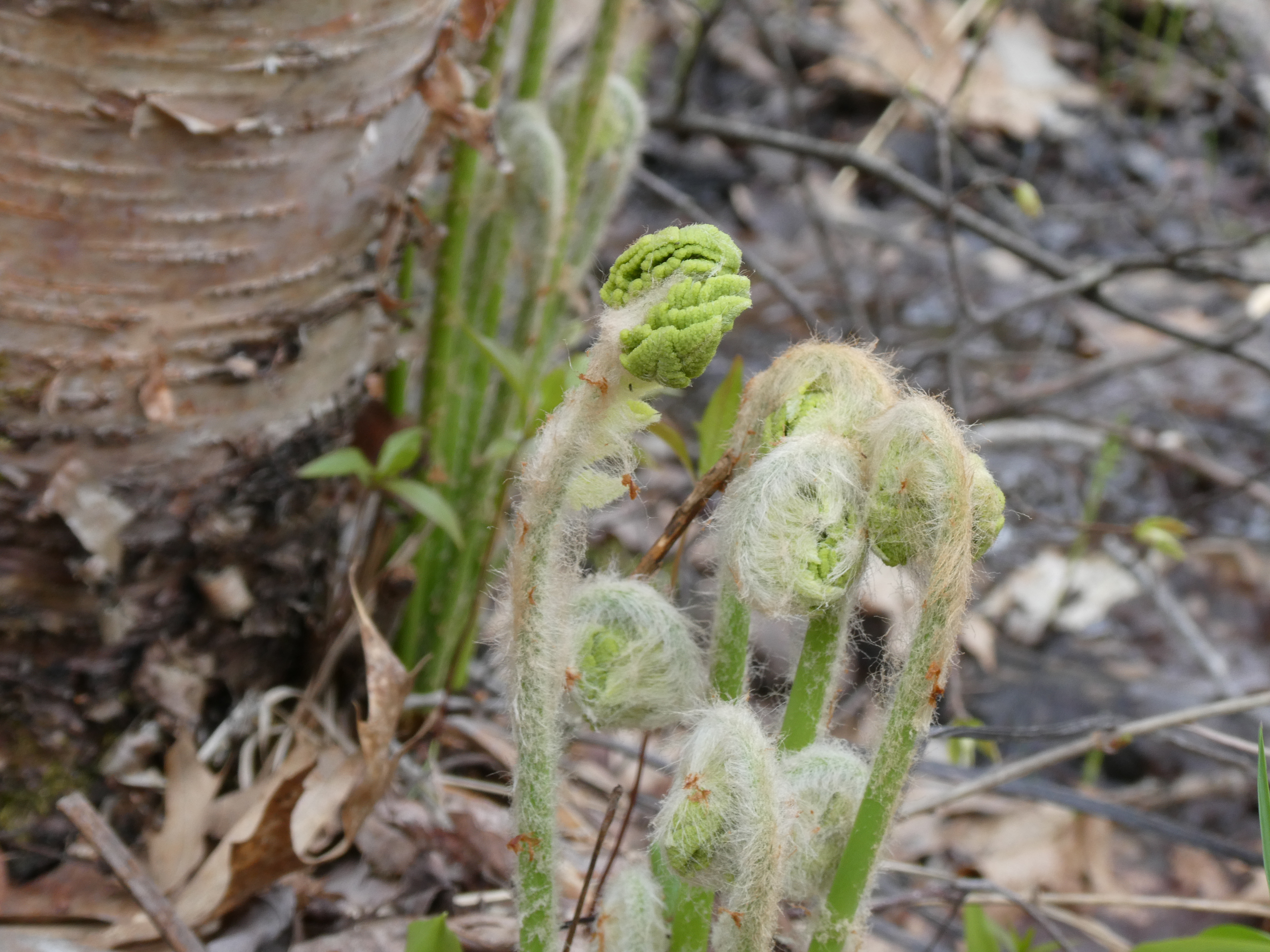 a fiddlehead mid-unfurl