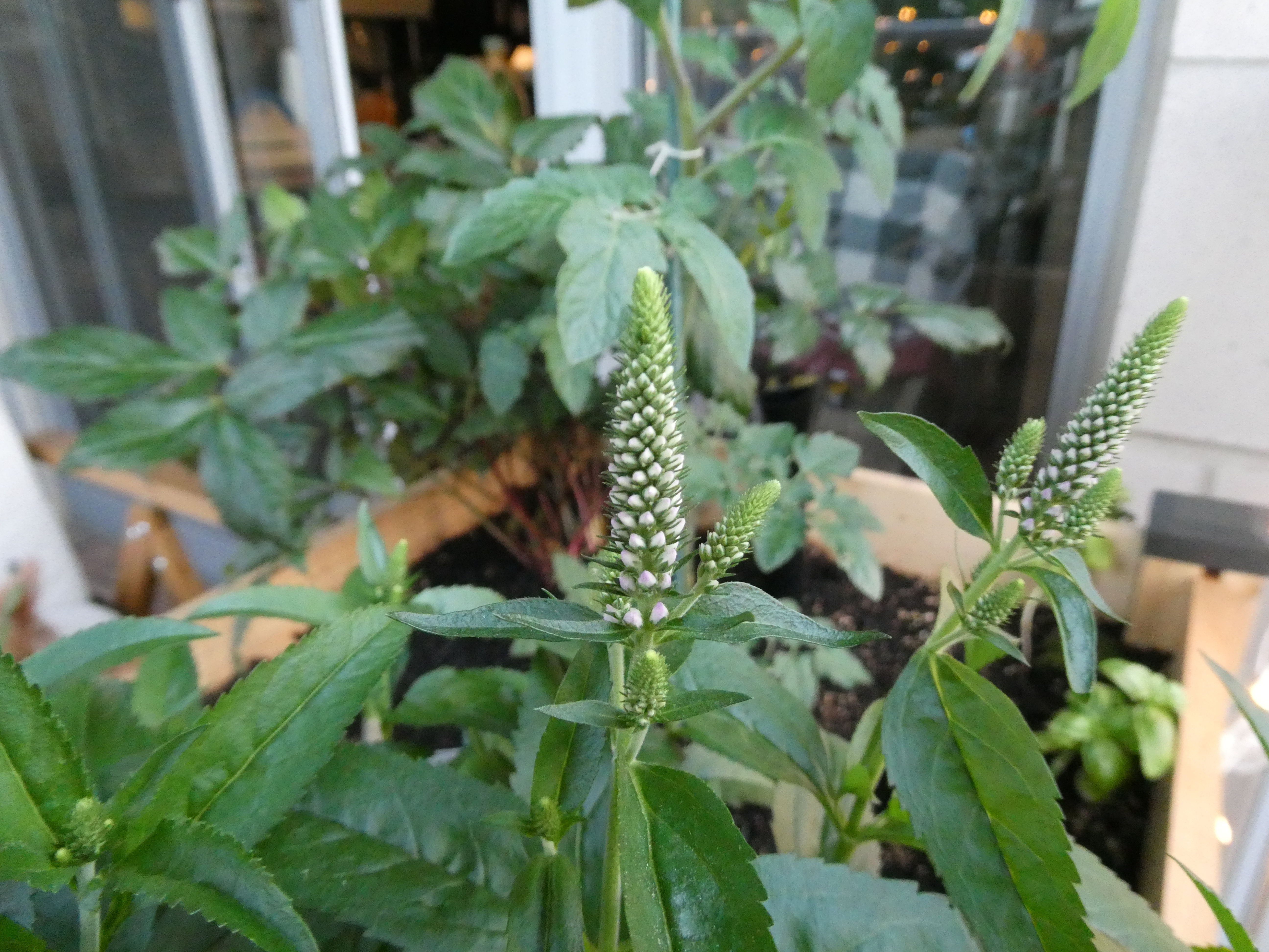 my new flowers, on the verge to bloom