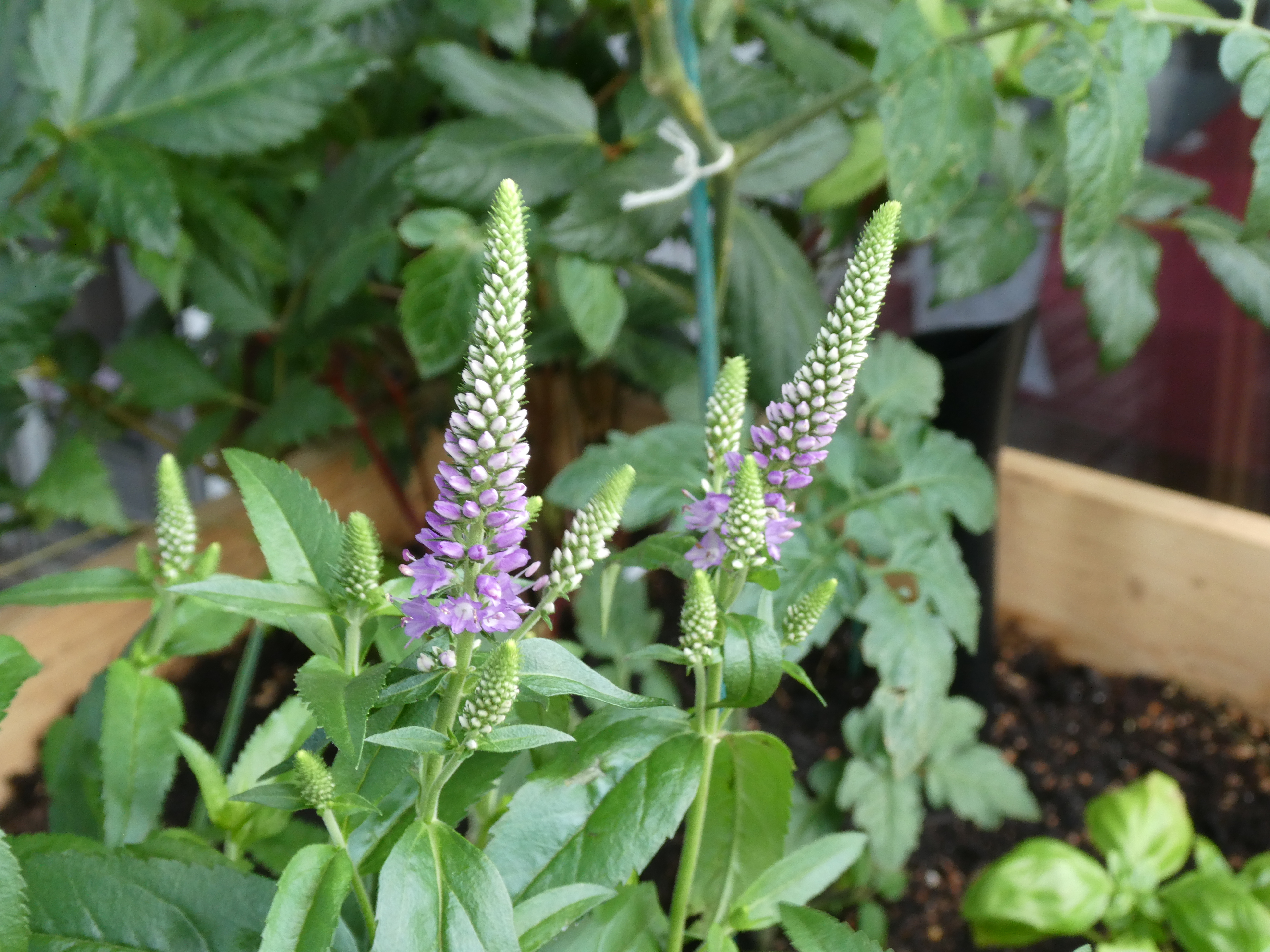 my new flowers, blooming!