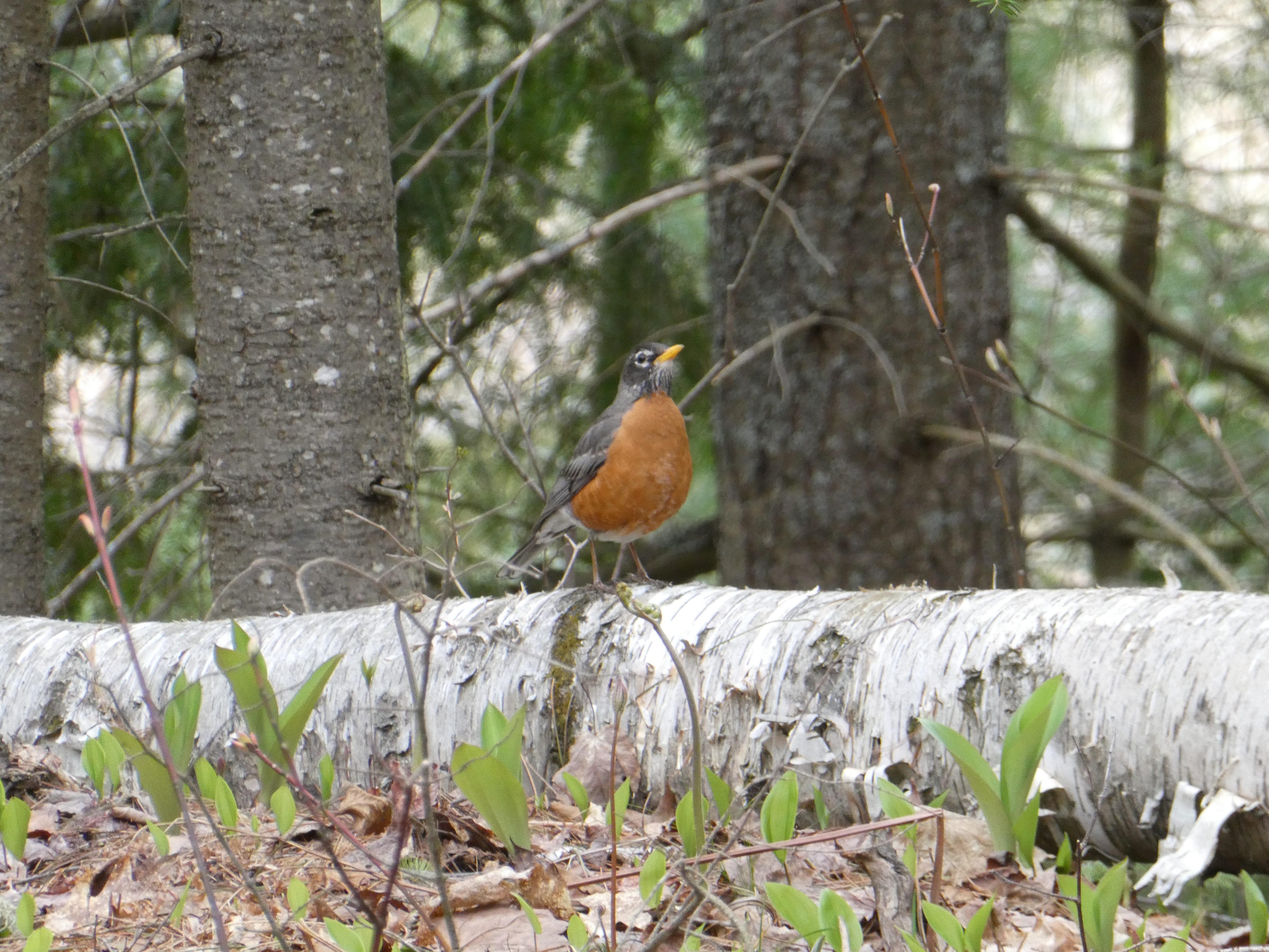 A robin with a little grey beard
