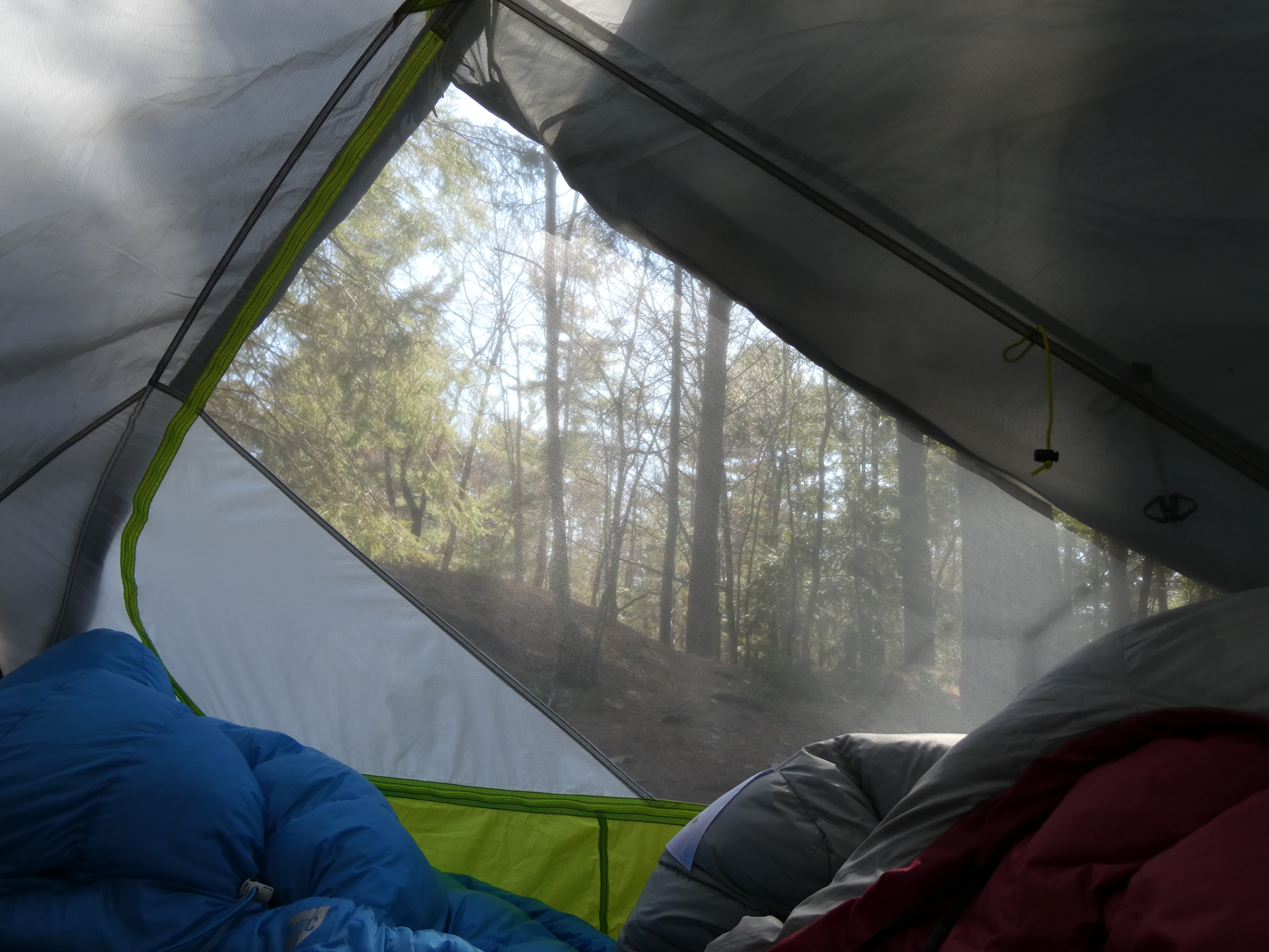 view of the trees from inside the tent