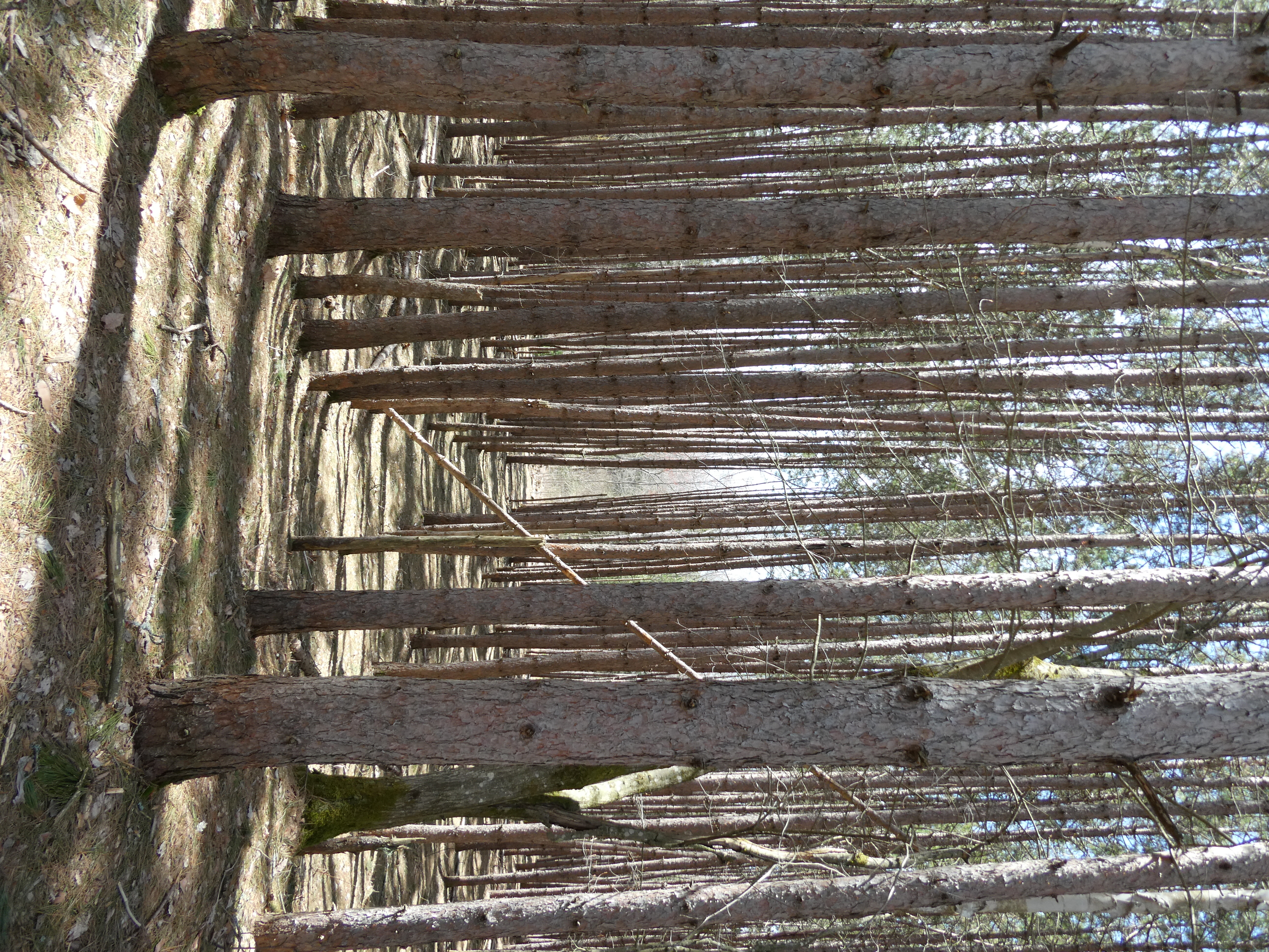weirdly placed trees in a forest (probably previously clear cut and replanted), with a fallen tree along the centre