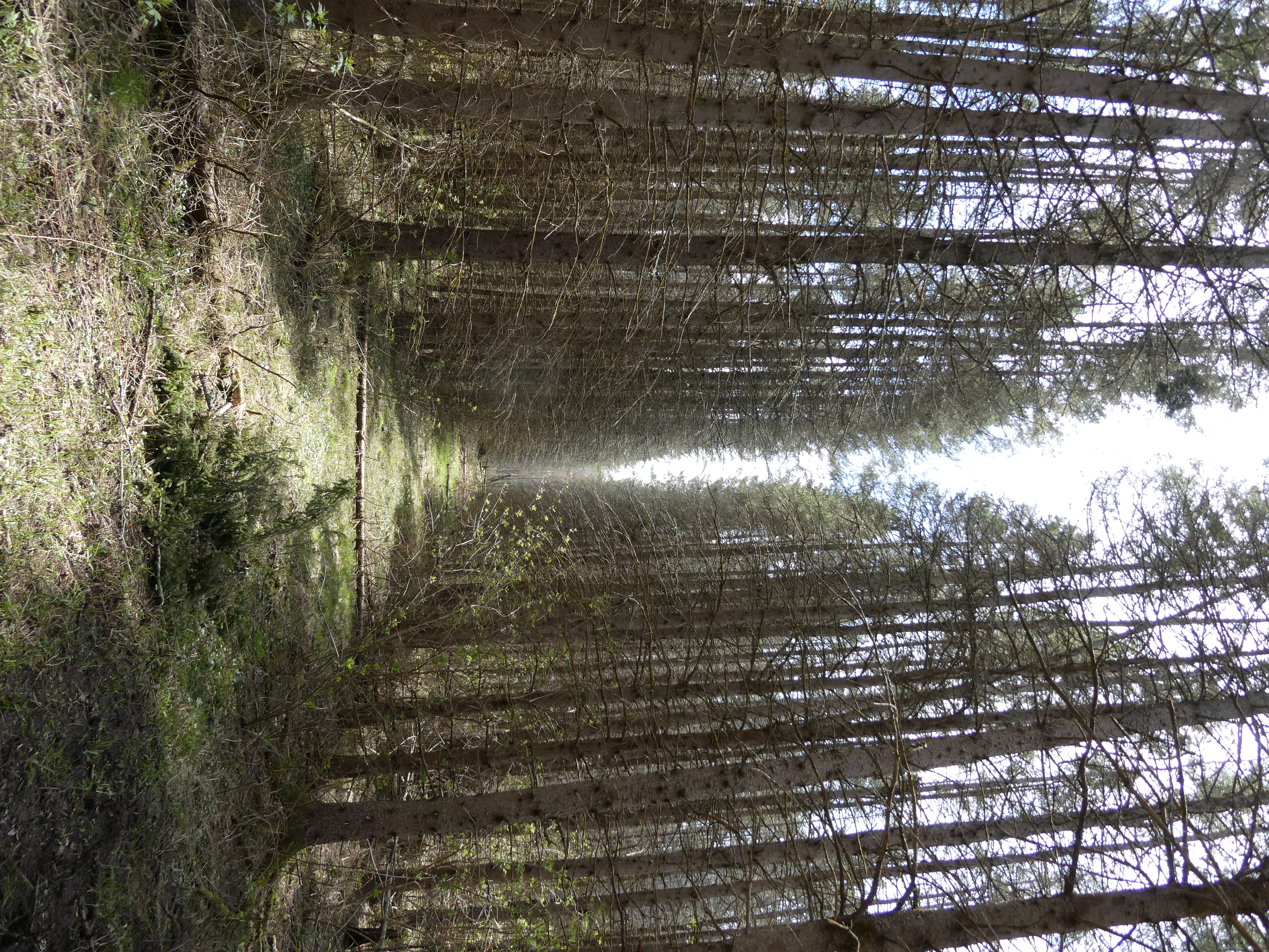 an eery forest, also weirdly well placed (probably previously clear cut and replanted)