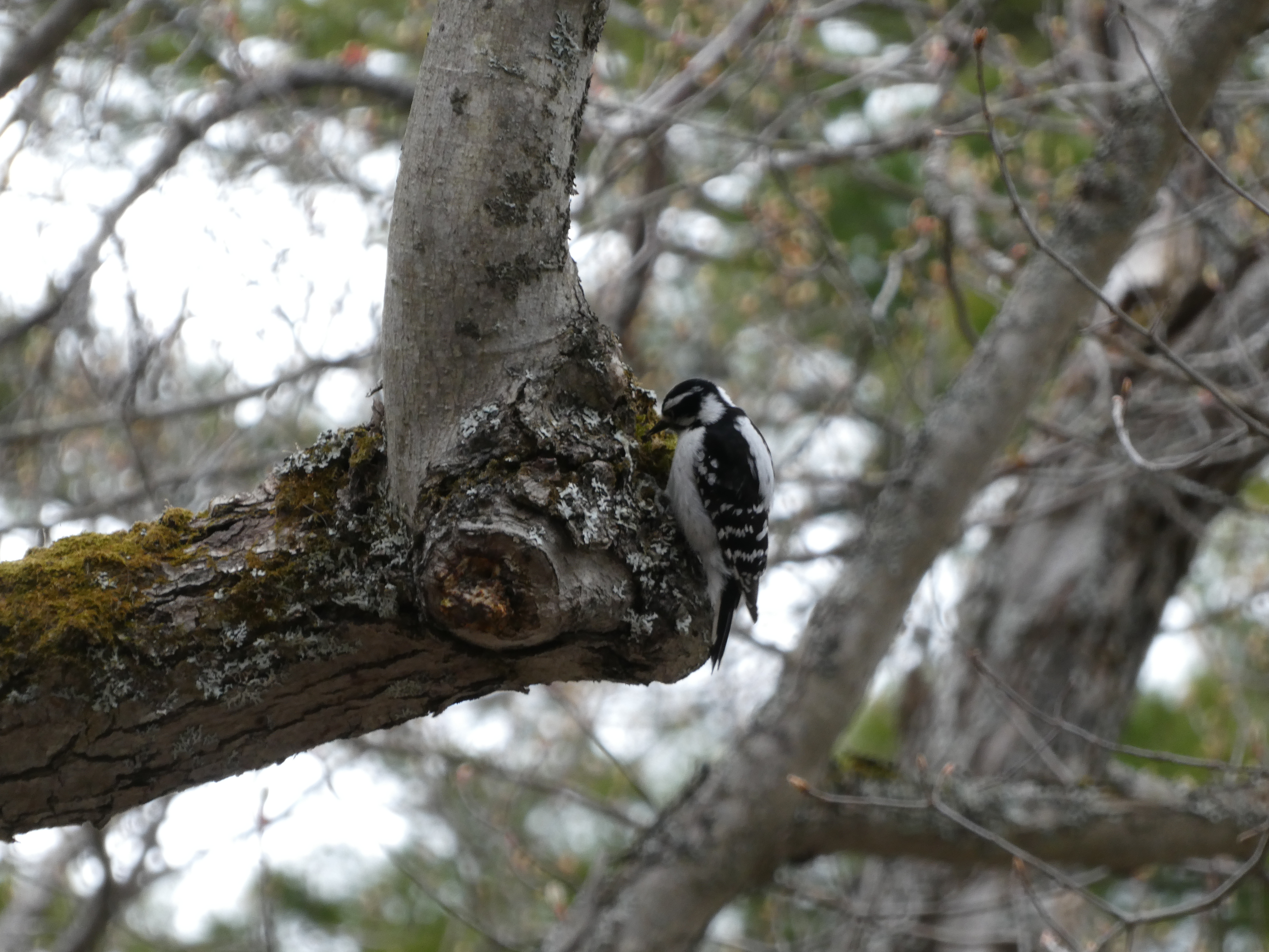 A woodpecker on the corner of a mossy branch